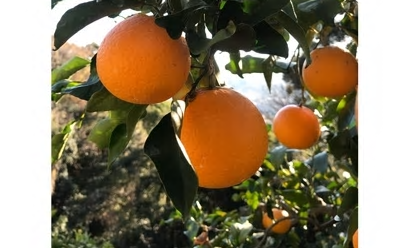 みかん・レモンのご紹介 :: 小田原みかんと片浦レモン 廣井はみかん農家